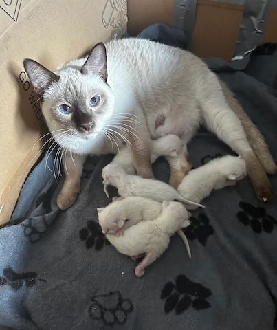 wunderschöner Siam katzen