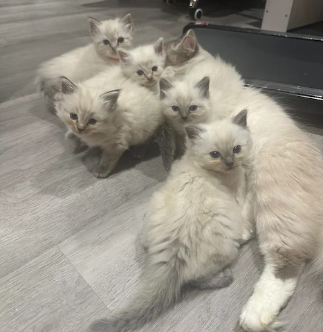 Ragdoll-Kätzchen zu verkaufen