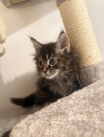 Reinrassige Maine-Coon-Kätzchen