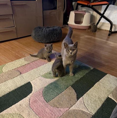 Britisch Kurzhaar-Kätzchen