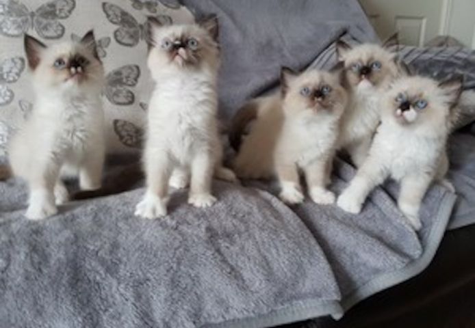 Wunderschöne Ragdoll-Kätzchen.