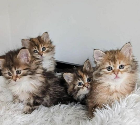 Sibirische Kätzchen abzugeben