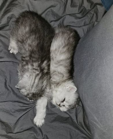 Chinchilla-Perserkätzchen