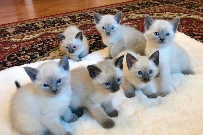 Wunderschöne Siamkätzchen suchen ein neues Zuhause