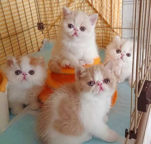 Exotic Shorthair-Kätzchen