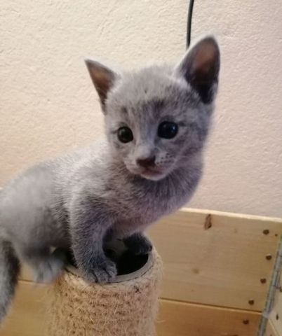 Russisches blaues Kätzchen mit Stammbaum