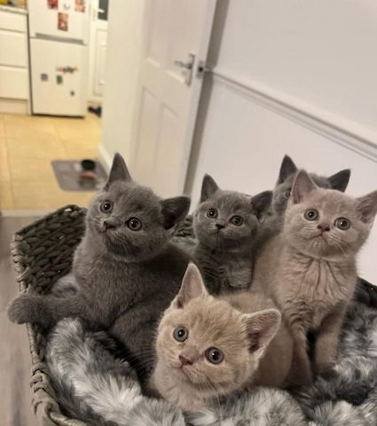 Blaue lilafarbene Britisch Kurzhaar-Kätzchen, männlich und weiblich