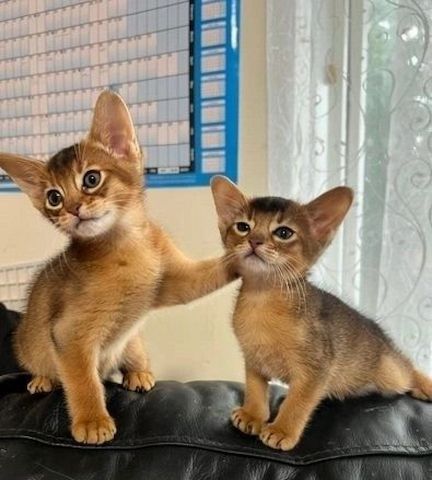 Wunderschöne Abessinier-Kätzchen