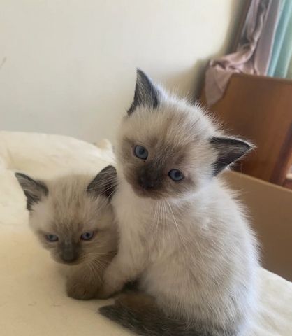 Birma-Kätzchen zu verkaufen