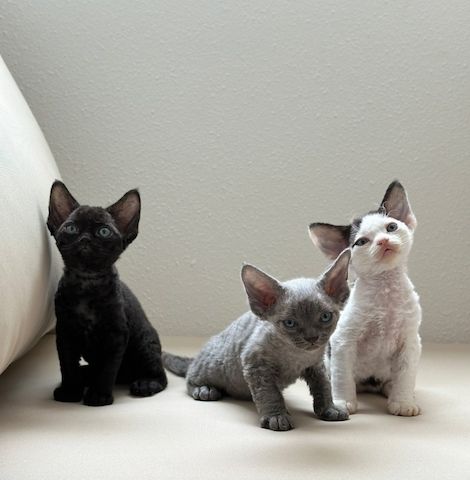 Bezauberndes Devon Rex-Kätzchen abzugeben