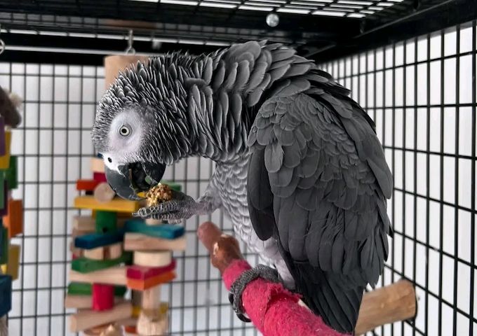 *Lernen Sie Luna kennen, einen liebenswerten Graupapagei*