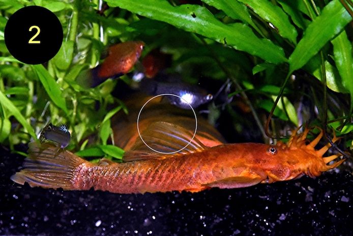 Ancistrus, Wels, Super Rot, Schildpatt, Gold/ Albino, Braun, ab 2€