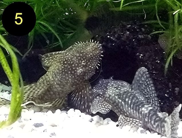 Ancistrus, Wels, Super Rot, Schildpatt, Gold/ Albino, Braun, ab 2€