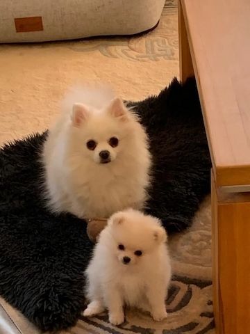 Pomeranian Zwergspitz Mädchen Welpe sucht ein neues schönes Zuhause.