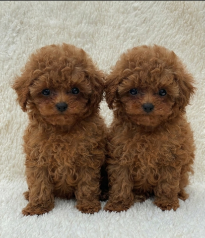 Bezaubernde Pudelwelpen! 🐾 (Toy & Zwerg) – Ab sofort abzugeben
