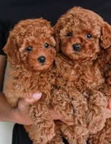 Bezaubernde Pudelwelpen! 🐾 (Toy & Zwerg) – Ab sofort abzugeben