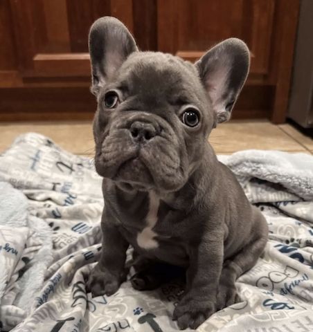 Französische Bulldoggenwelpen abzugeben