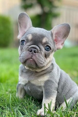 Zwei Französische Bulldoggen zur Adoption