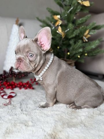 Niedliche Französische Bulldoggenwelpen zu adoptieren