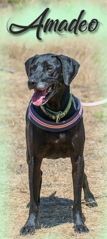 Amadeo - ein guter Kerl