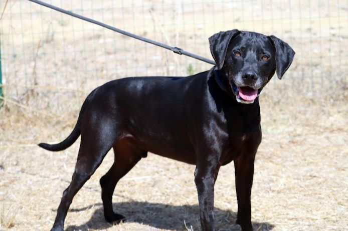 Amadeo - ein guter Kerl