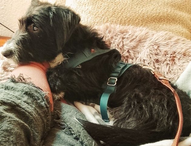 liebe Hündin DRINGEND abzugeben