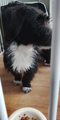 liebe Hündin DRINGEND abzugeben