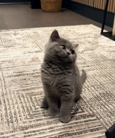 Perfektes, bezauberndes, verspieltes Britisch-Kurzhaar-Kätzchen