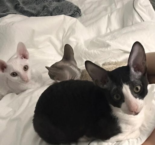 Wunderschöne Cornish Rex-Kätzchen