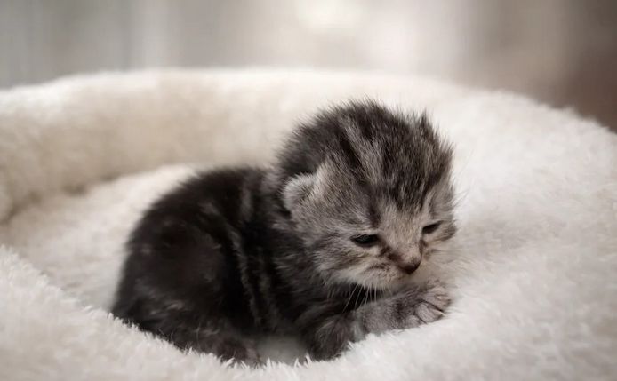 Norwegische Waldkatzen zu verkaufen