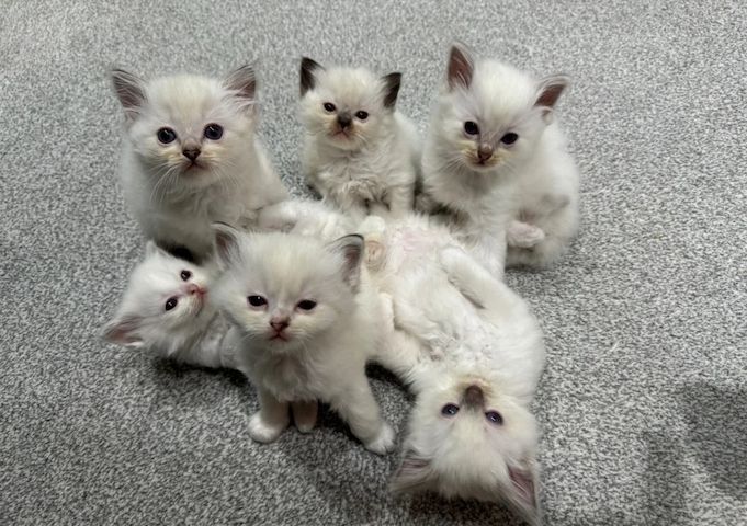 REINARTIGE RAGDOLL-KÄTZCHEN