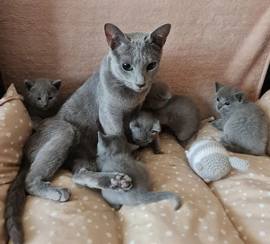 Russisch Blau Kätzchen
