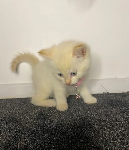 Flauschiges Siamkätzchen mit Flame-Point-Zeichnung