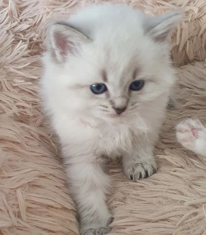 Siberian Neva Masquerade-Kätzchen