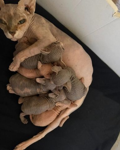 Kanadische Sphynx-Kätzchen