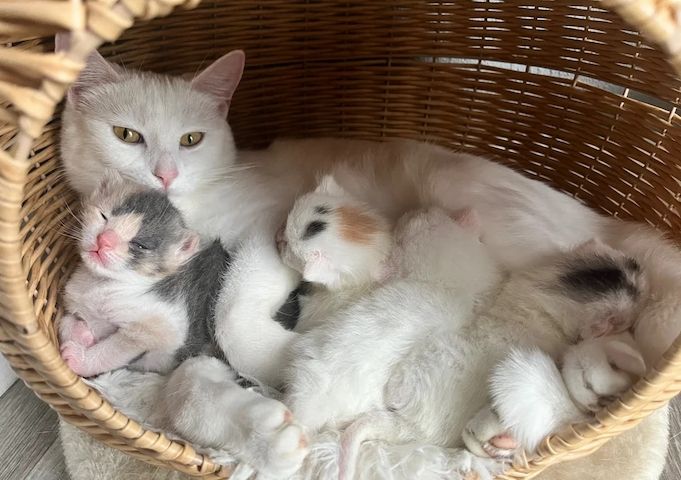 Wunderschöne türkische Angorakatzen