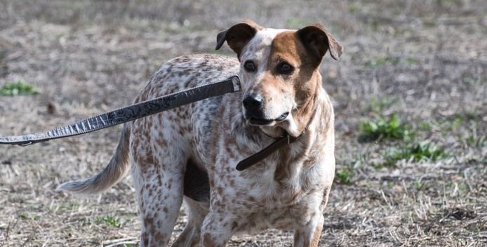 Duke - ein Schatz mit Handicap