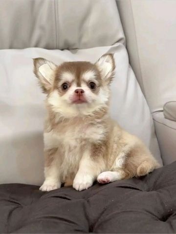 Wunderschöne Chihuahua-Welpen suchen ein neues Zuhause