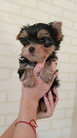 Winzige Yorkshire-Terrier-Welpen zu verkaufen