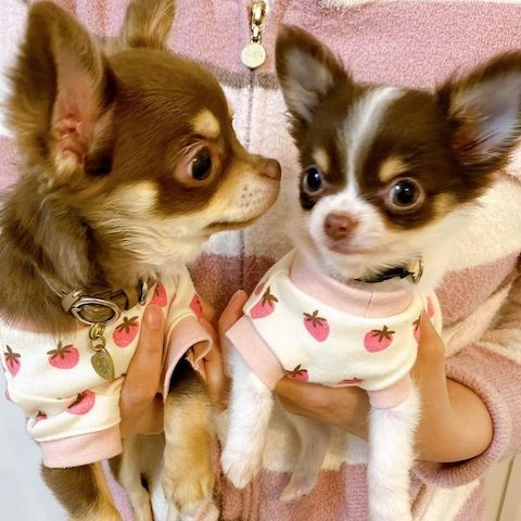 Chihuahua-Welpen, 8 Wochen alt