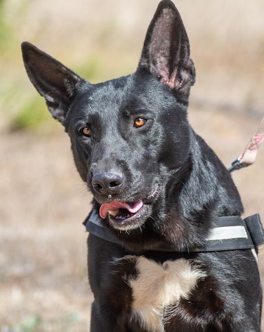 Luke - ein prima Kumpel