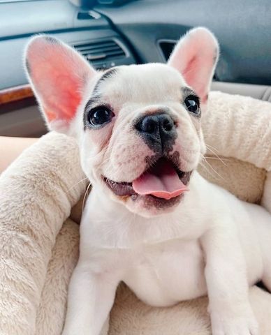 Französische Bulldogge Welpen mit Ahnentafel abgabebereit