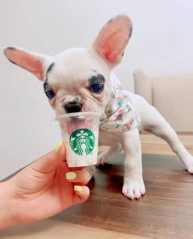 Französische Bulldogge Welpen mit Ahnentafel abgabebereit