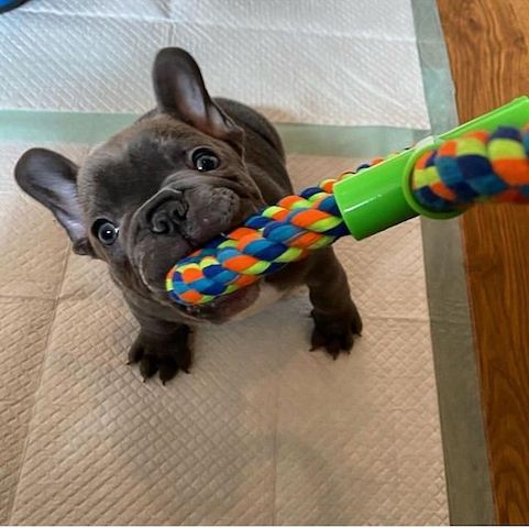Französische Bulldogge Welpen mit Ahnentafel abgabebereit