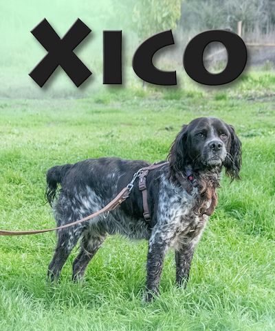 Xico - ein unkomplizierter Begleiter