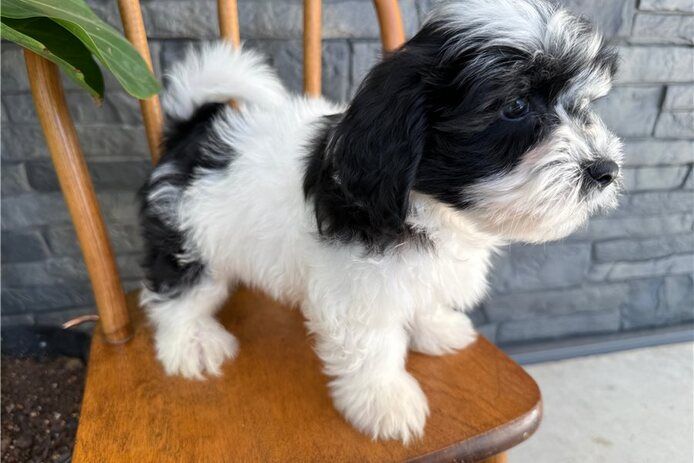 🐾 Bezaubernde Havaneser-Welpen suchen ein liebevolles Zuhause 🐾