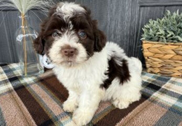 🐾 Bezaubernde Havaneser-Welpen suchen ein liebevolles Zuhause 🐾