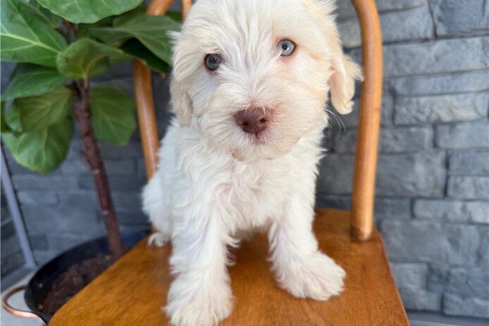 🐾 Bezaubernde Havaneser-Welpen suchen ein liebevolles Zuhause 🐾