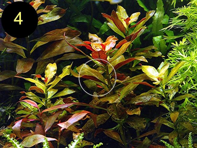 Schmalbl. Ludwigie, Cognacpflanze, Rubinrote Ludwigie (ab 4€)