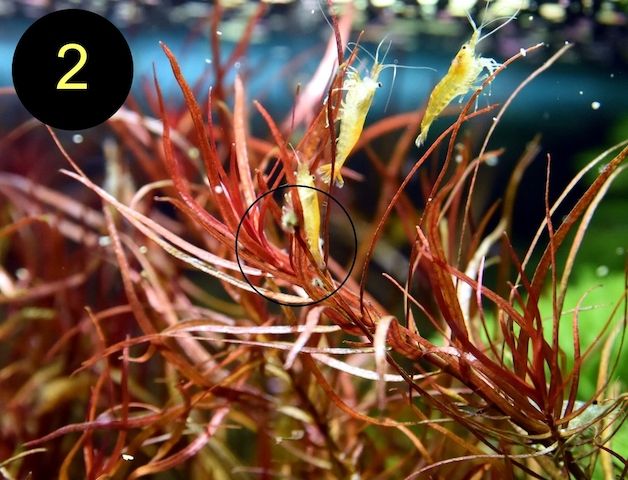 Schmalbl. Ludwigie, Cognacpflanze, Rubinrote Ludwigie (ab 4€)